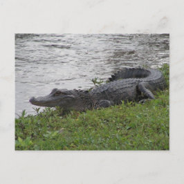 Alligator Vykort