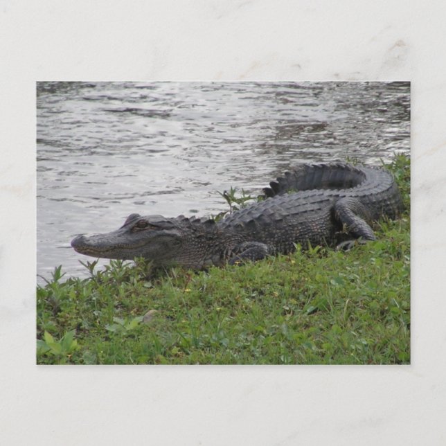 Alligator Vykort (Framsida)