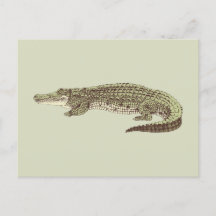 Alligator-vykort