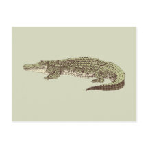 Alligator-vykort