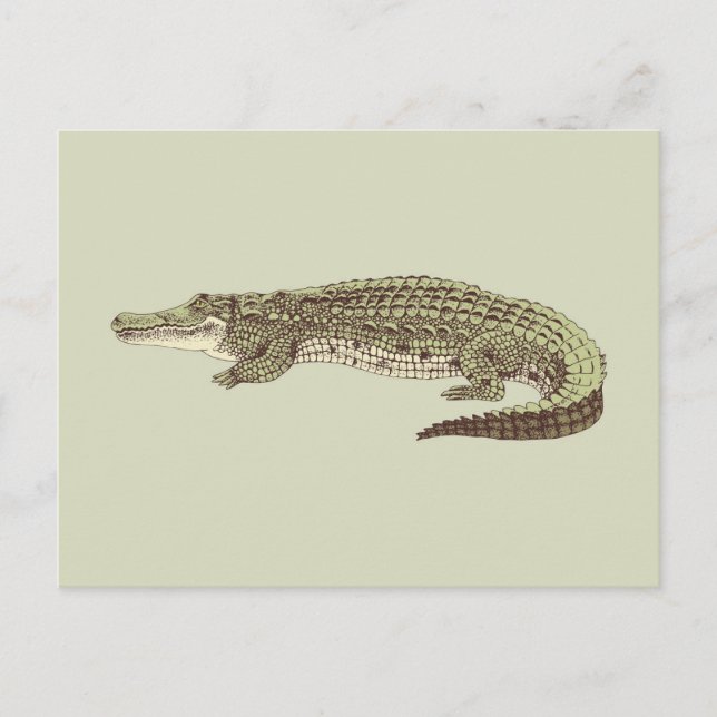 Alligator-vykort Vykort (Framsida)
