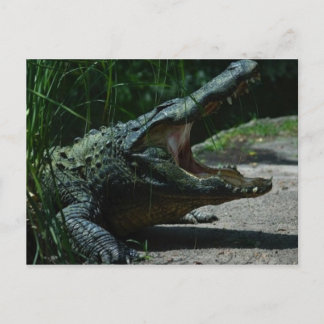 Alligator-vykort Vykort