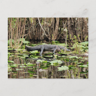 Alligator-vykort Vykort