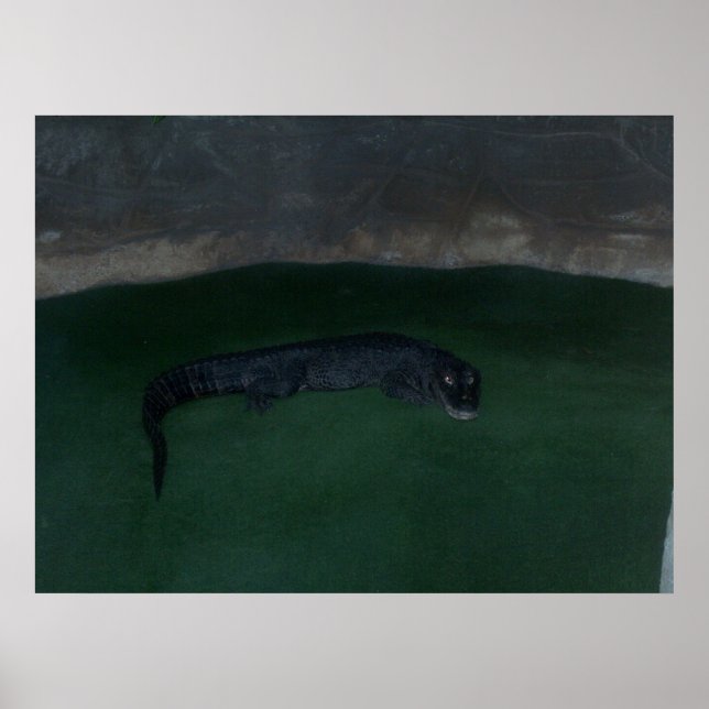 Alligator ~ What's in the Mörk? ~ Poster/Skriv ut Poster (Framsidan)