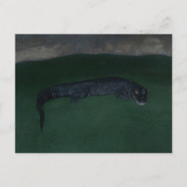 Alligator ~ What's in the Mörk? Vykort