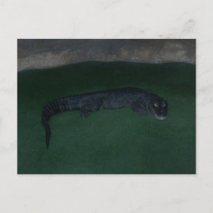 Alligator ~ What's in the Mörk? Vykort