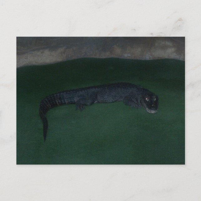 Alligator ~ What's in the Mörk? Vykort (Framsida)
