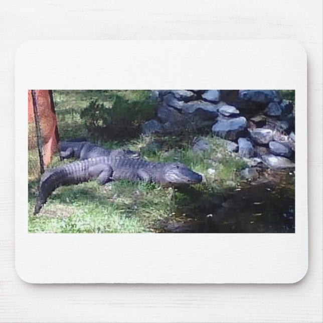 Alligator! Zoo Animals design Musmatta (Framsidan)