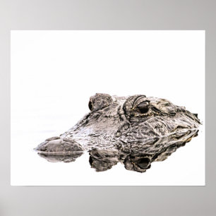 Alligatordjurlivaffisch Poster