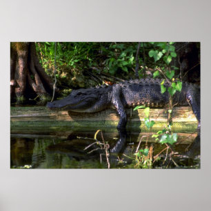 Alligatoreftermiddag, Everglades, Florida Poster