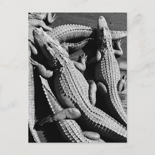 Alligatorer  vykort (Framsida)