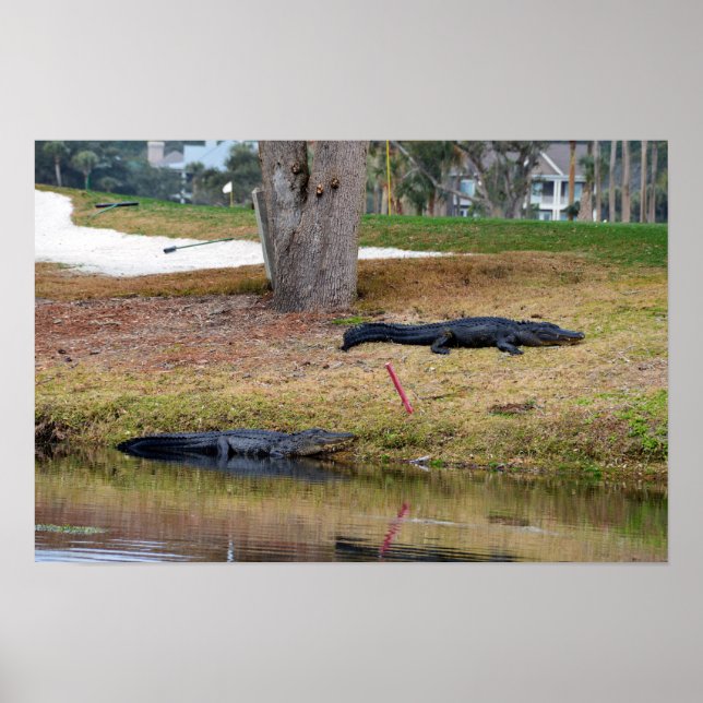 Alligatorfaror på golfbana poster (Framsidan)