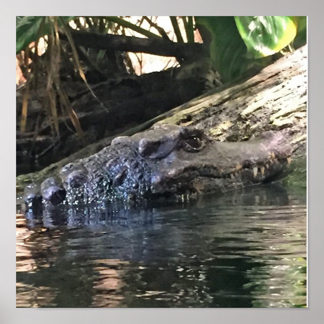 Alligatorfoto Poster (Framsidan)