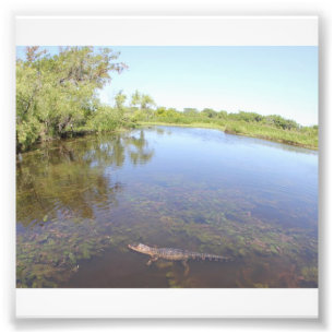 Alligatorgränd Fototryck