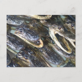 Alligatorhuvud vykort