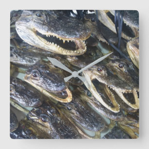Alligatorhuvudet tar tid på fyrkantig klocka