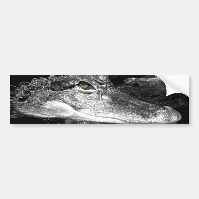 Alligatorklistermärke Bildekal (Framsidan)