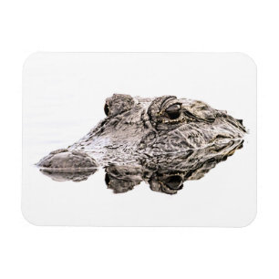 Alligatormagnet Magnet