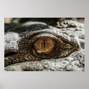 ALLIGATORÖGA POSTER