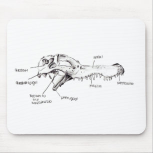 Alligatorskallediagram Musmatta