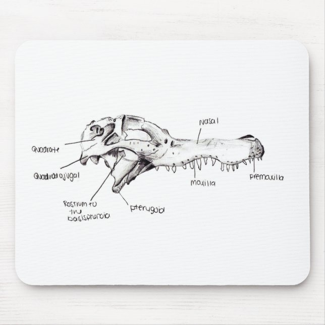Alligatorskallediagram Musmatta (Framsidan)