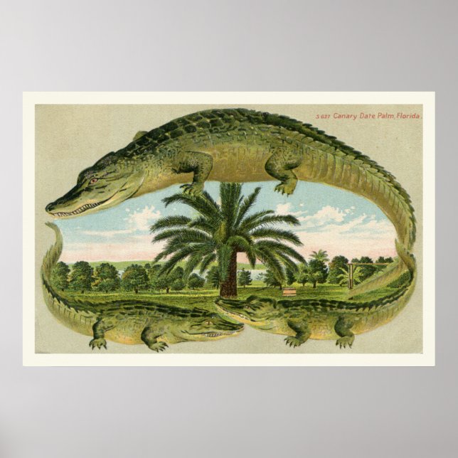 Alligatorutskrift 1 poster (Framsidan)