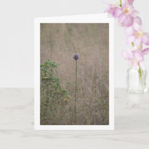 Allium, Allium Ampeloprasum, Vild Leek Kort