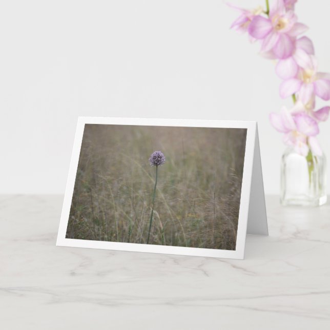 Allium, Allium Ampeloprasum, Vild Leek Kort (Orkide)