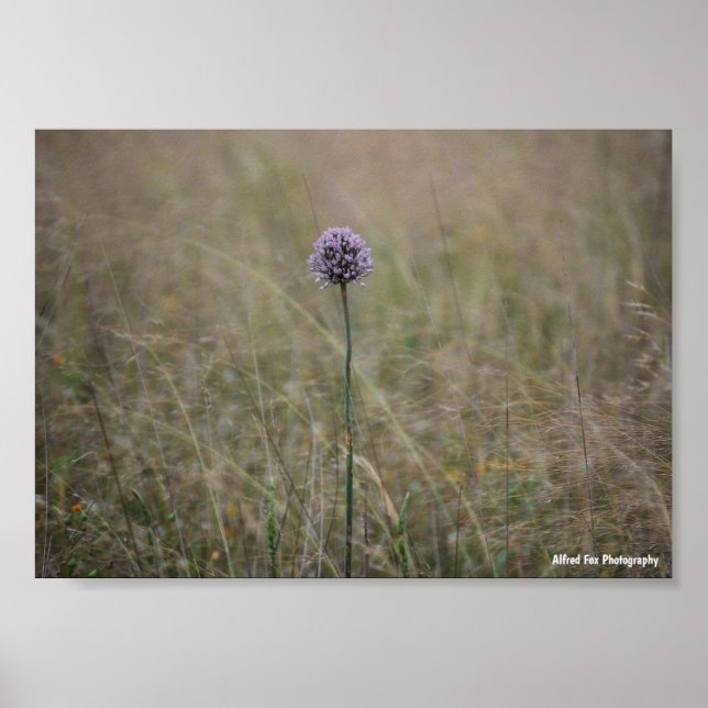 Allium, Allium Ampeloprasum, Vild Purjolök Poster (Framsidan)