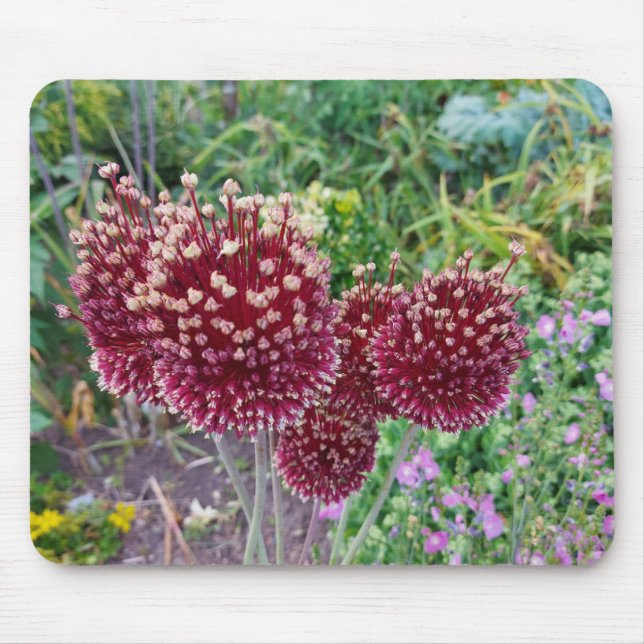Allium Blommar Onion Plants Musmatta (Framsidan)