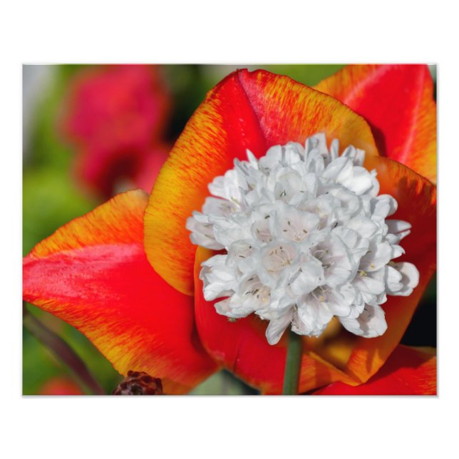 Allium Blommor Fototryck (Framsidan)