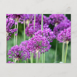 Allium blommor vykort