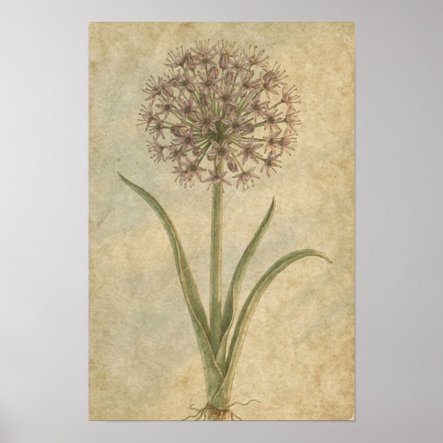 Allium Botaniskt Konsttryck Poster (Framsidan)