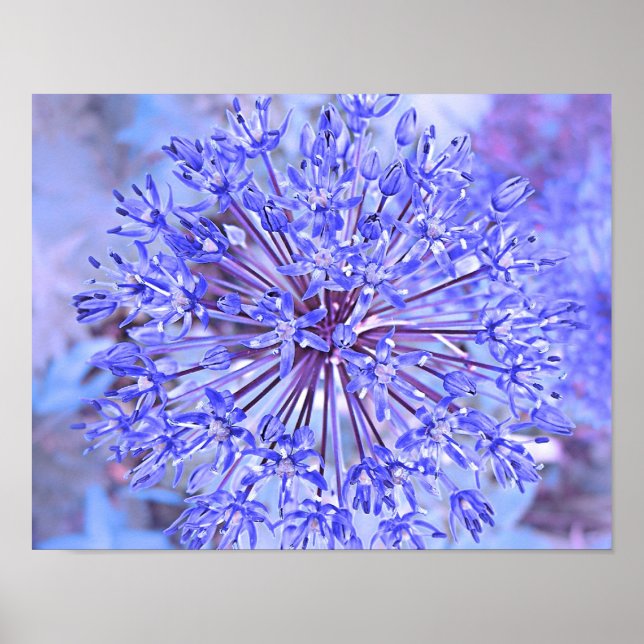 Allium Flower Blue Poster (Framsidan)