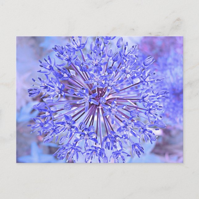 Allium Flower in Blue Vykort (Framsida)