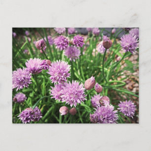 Allium Flowers Vykort