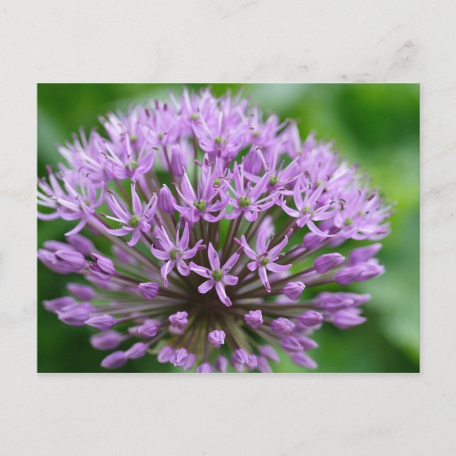 Allium giganteum vykort (Framsida)