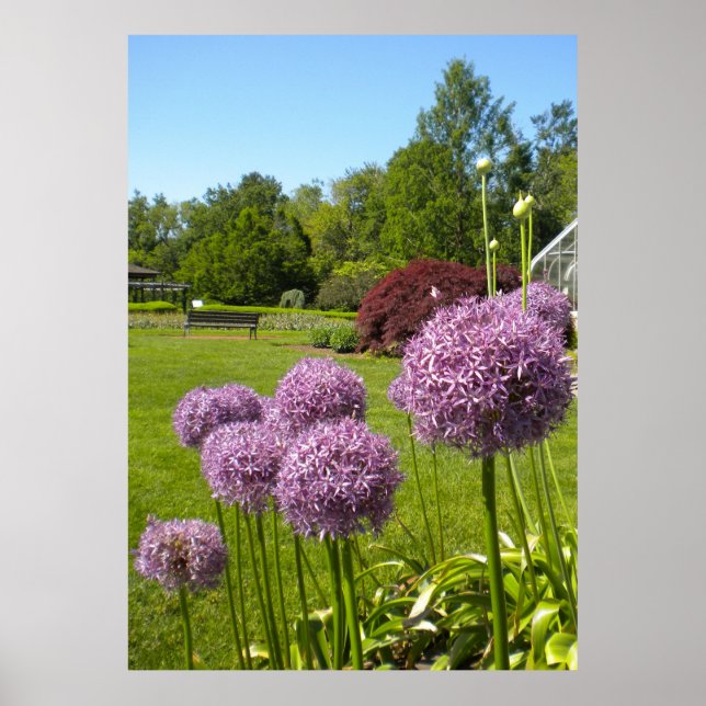 Allium Giganteums in the Garden Poster (Framsidan)