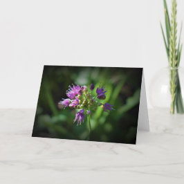Allium, kort