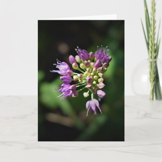 Allium, kort (Framsida)