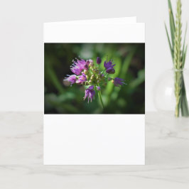 Allium, kort