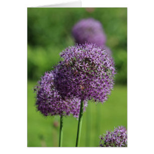Allium lila Blomkort Hälsningskort