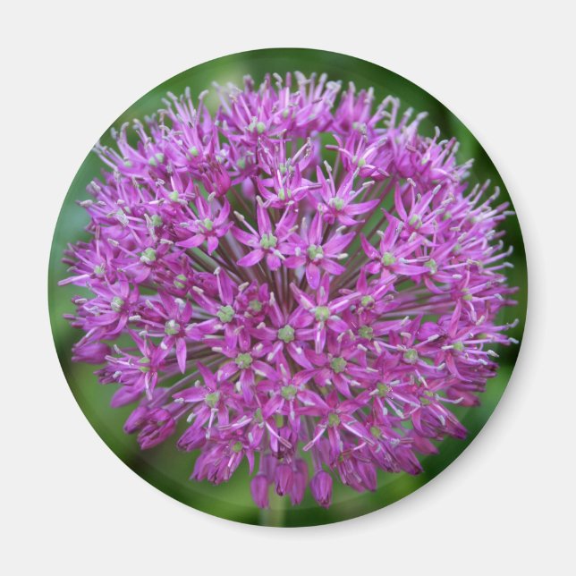 Allium Magnet (Framsidan)