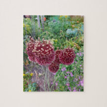 Allium Onion Flower Plant