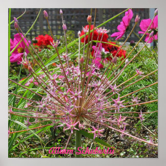 Allium Schubertii Skriv ut Poster