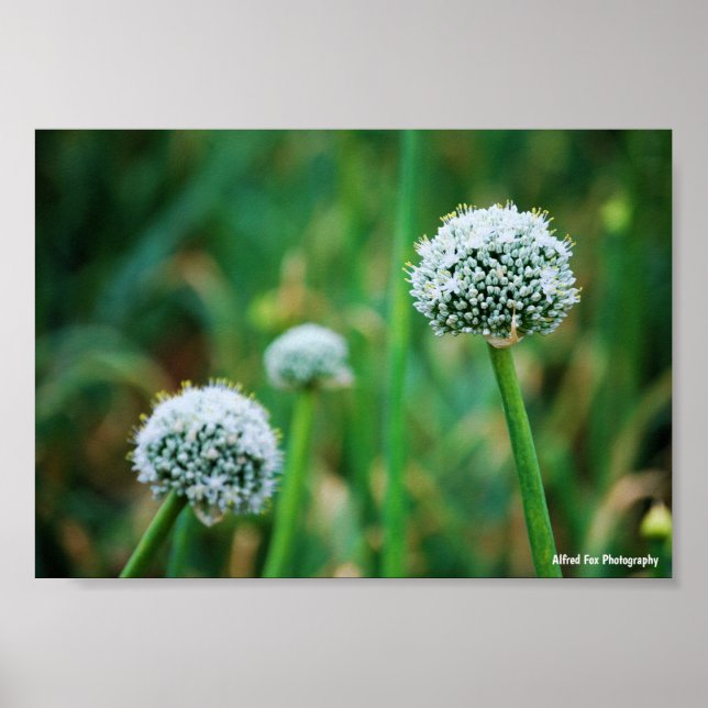 Allium, Vild Löks Blomma Poster (Framsidan)