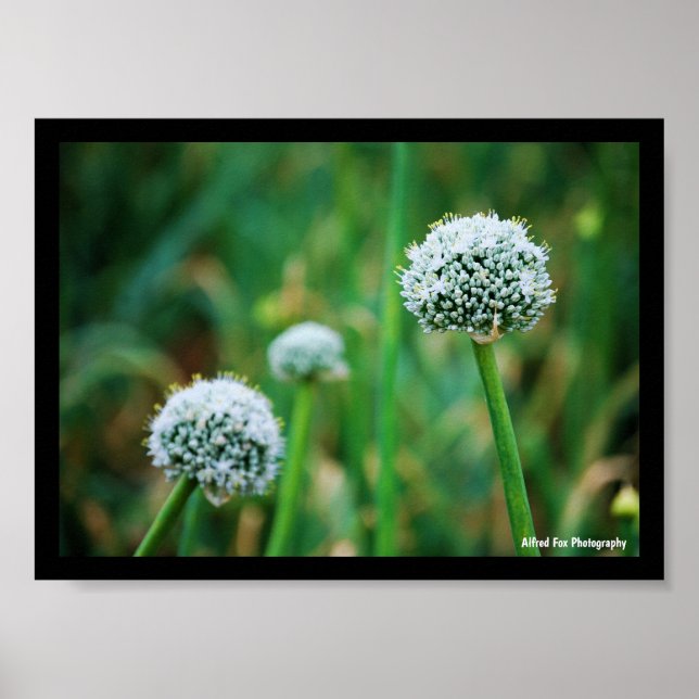 Allium, Vild Löks Blomma Poster (Framsidan)