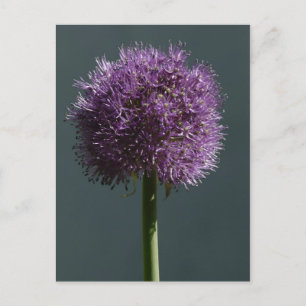 Allium Vykort
