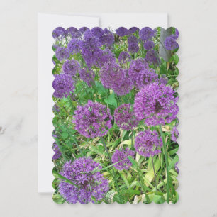 Alliums Blommar Onion Flowers Kort