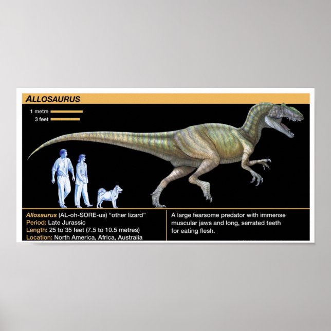 Allosaurus - Biologi Juraperioden Poster (Framsidan)